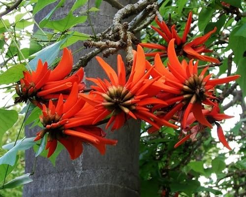 Red Lysistemon Flower Seeds