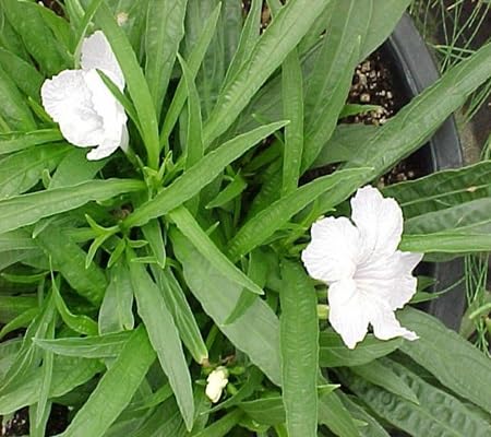 Ruellia brittoniana Flower Seeds