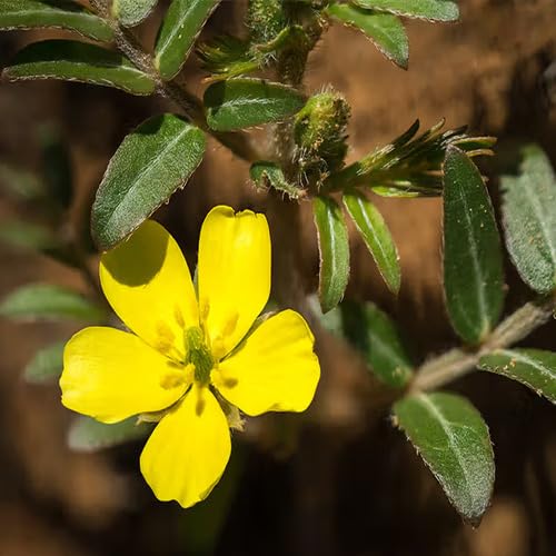 Terrestris Flower Seeds