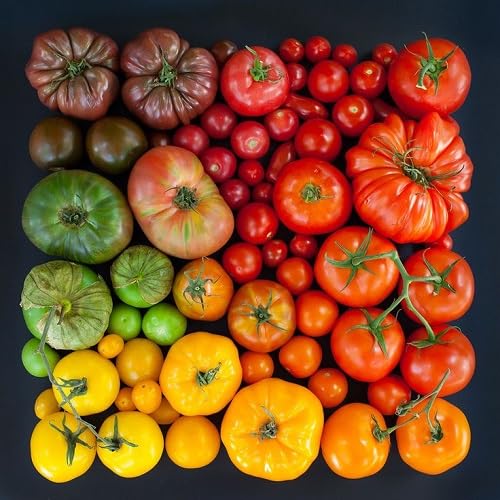 mixed tomato . vegetable seeds