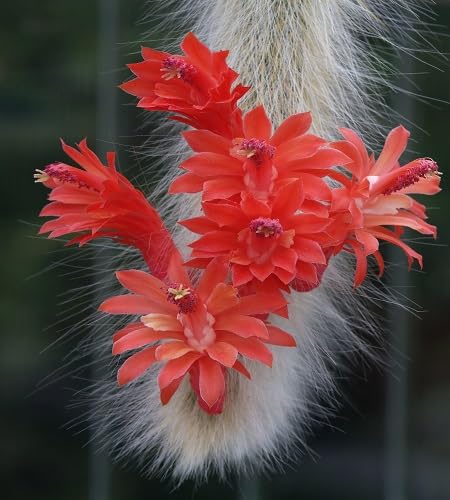 Red Hildewintera Flower Seeds