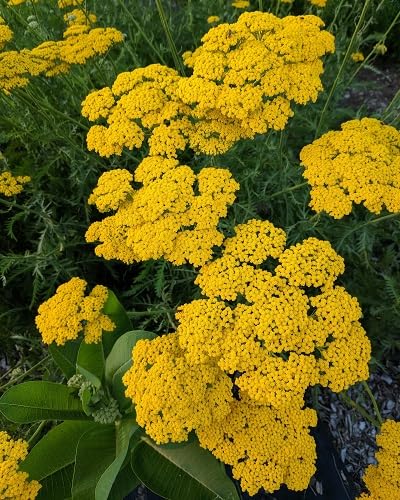 Yellow Filipendulina Flowers Seeds