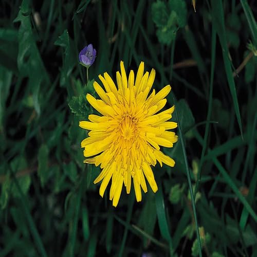 Yellow Asteraceae Flower Seeds