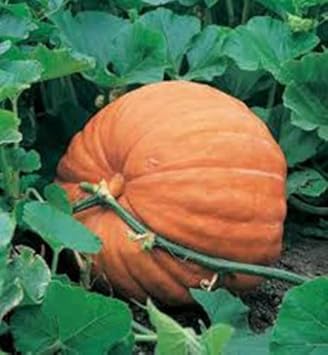 orange pumpkin Fruit Seeds organic garden seeds