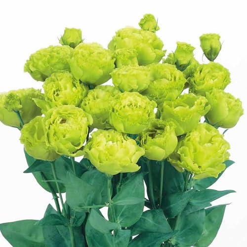 lisianthus Flower Seeds