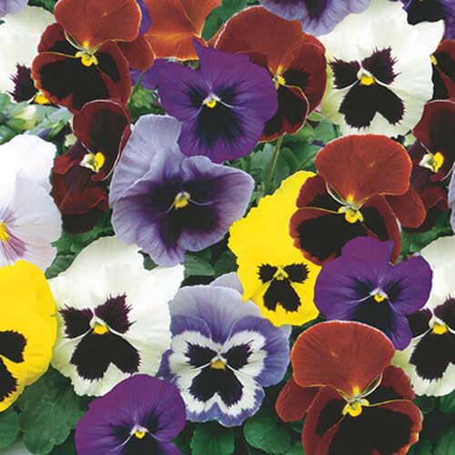 Mixed Wittrockiana Pansy Flower Seeds
