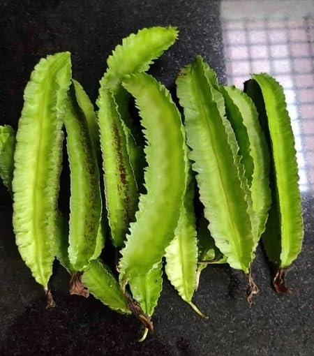 Green Winged Beans vegetable seeds vegetable seeds for Home Gardening, Fast Growing Backyard Harvest for kitchen garden planting
