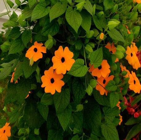 Orange Thunbergia Flower Seeds