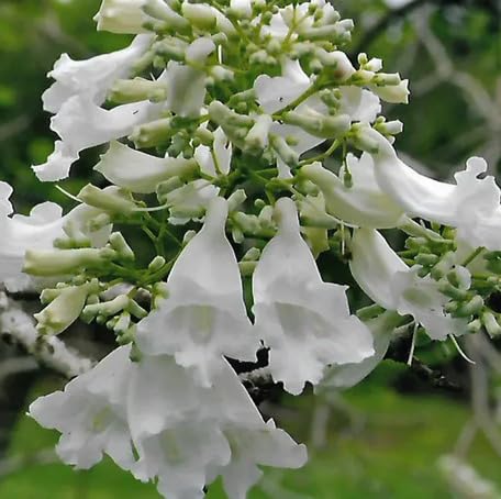 White Jacaranda Flower Seeds