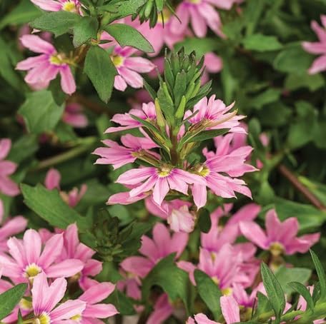 pink scaevola flower seeds