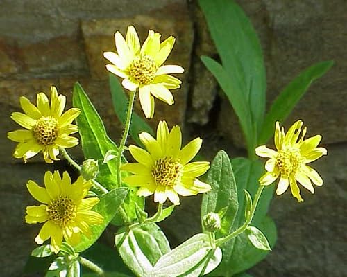yellow arnica chamissonis flower