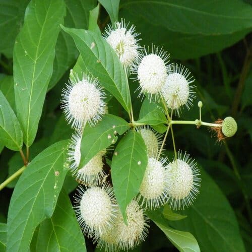 White Buttonbush Cephalanthus Flower Seeds
