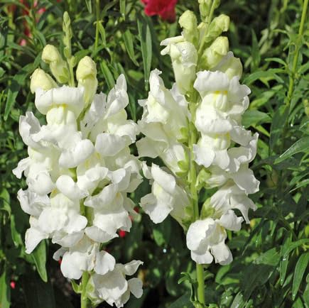White Antirrhinum majus Flower Seeds