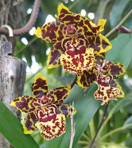 Red Yellow Phalaenopsis Flower Seeds