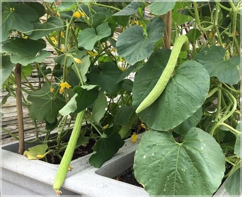 Kakri vegetable seeds - Heirloom, Organic, Non Gmo Garden Seeds for kitchen garden planting