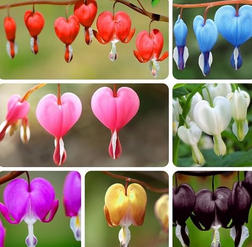 mixed lamprocapnos flower seeds
