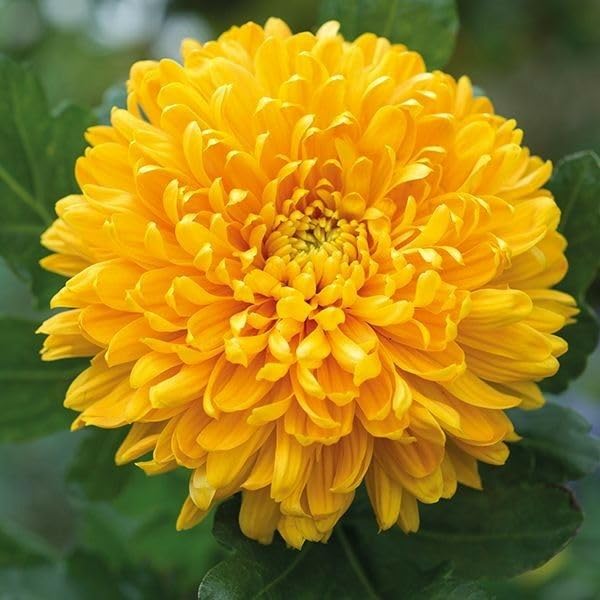 Yellow Chrysanthemum Flower Seeds