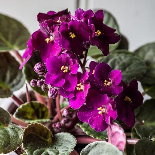 Purple Saintpaulia Flower Seeds