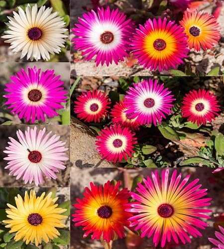Mixed lampranthus Flower Seeds