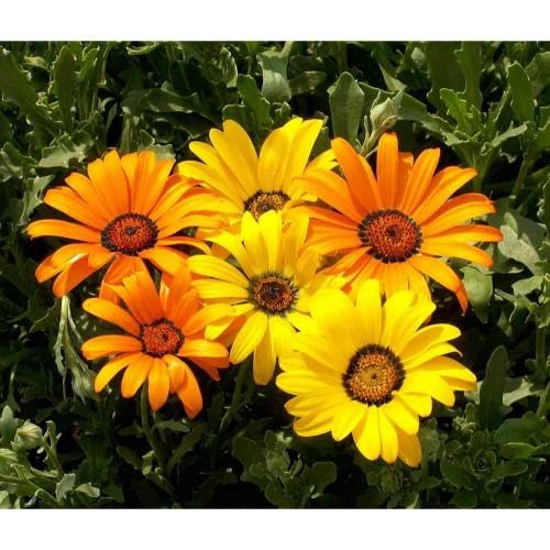 Yellow Sinuata Flower Seeds