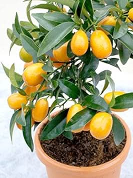 orange kumquat fruit tree for planting and cultivation heirloom Fruit seeds