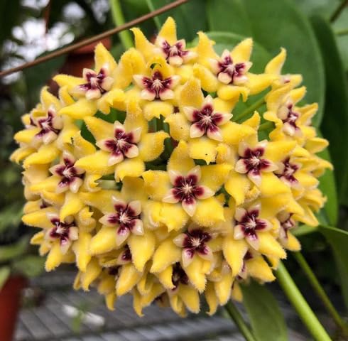 Yellow Hoya Flower Seeds