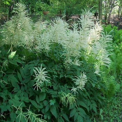 White Aruncus Dioicus Flower Seeds