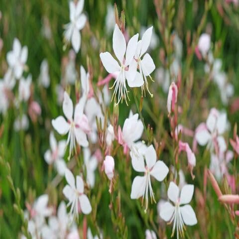 White Gaura Lindheimeri Flower Seeds