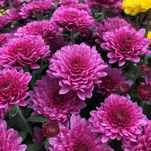Pink Chrysanthemum Flower Seeds