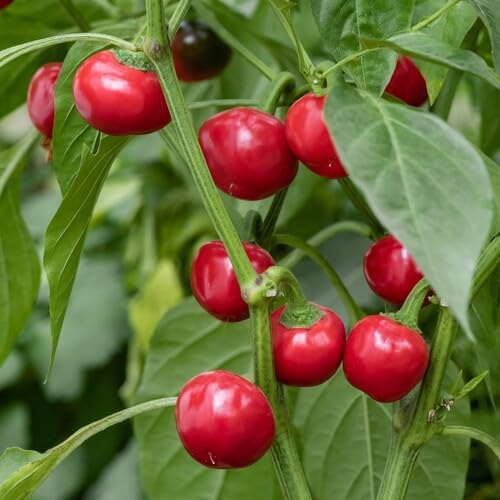 Red Sweet Pepper vegetable seeds - Heirloom, Organic, Non Gmo Garden Seeds for kitchen garden planting