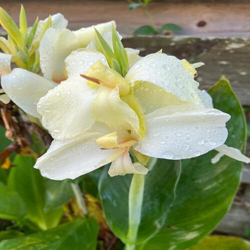 White Canna Lily Flower Seeds