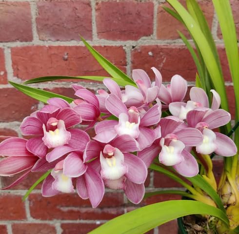 Pink Light Clivia Flower Seeds