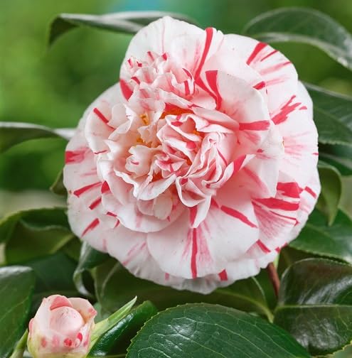 Red White Camellia Flower Seeds