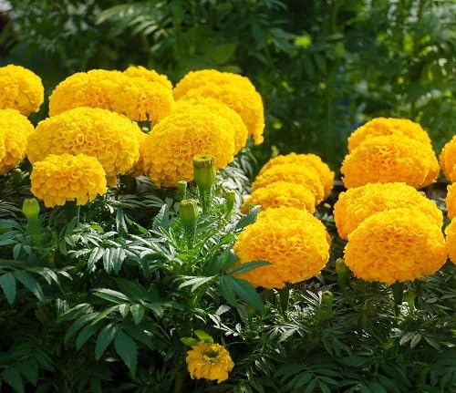 Yellow Marigold Flower Seeds