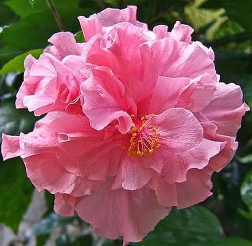 Red Pink Hibiscus Flower Seeds