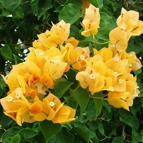 yellow bougainvillea flower seeds