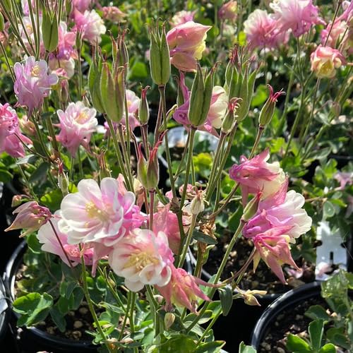 Pink Double Columbine Flower Seeds