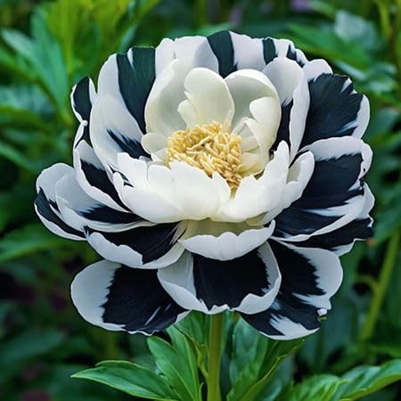 White Rare Black Peony Flower Seeds