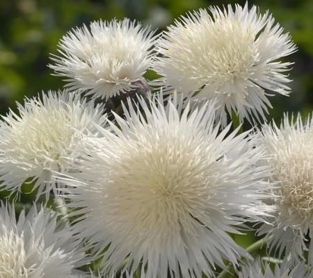white centaurea flower seeds