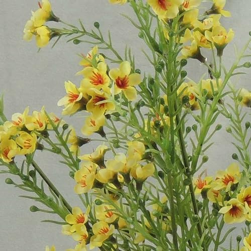 Yellow Geraldton Wax Flower Seeds