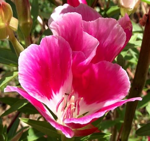 Clarkia Flower Seeds