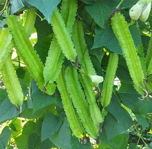 Green Winged Bean vegetable seeds - Heirloom, Organic, Non Gmo Garden Seeds for kitchen garden planting