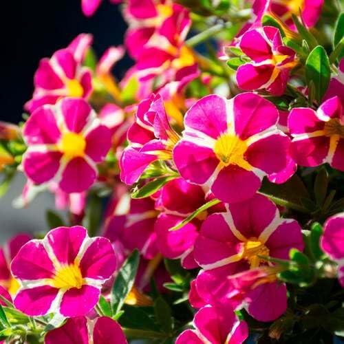 Pink Calibrachoa Flower Seeds