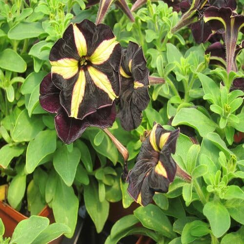 Yellow Black Petunia Flower Seeds