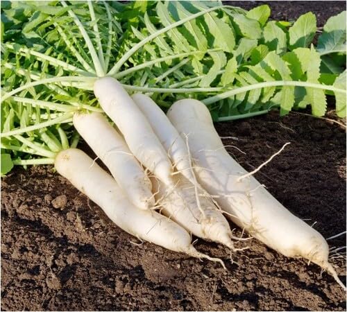 Radish vegetable seeds - Heirloom, Organic, Non Gmo Garden Seeds for kitchen garden planting