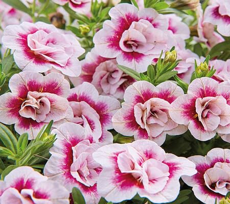 pink calibrachoa flower seeds