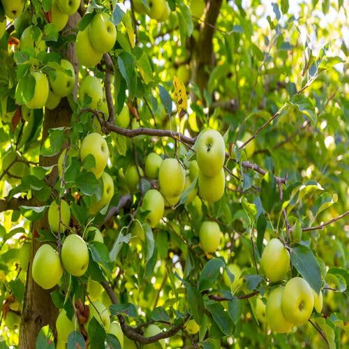 Green Apple Tree Fruit Seeds Natural Backyard Planting Choice for Fresh Harvest