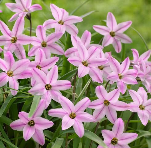 Pink Ipheion uniflorum Flower Seeds