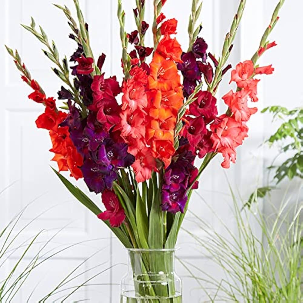 Gladiolus Mix Gladiolus Spp
