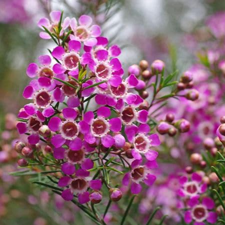 pink geraldton wax flower